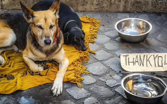 Мэрия Екатеринбурга заплатит 30 миллионов рублей за бездомных собак