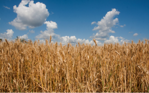 За I полугодие 2024 года Россельхознадзором выявлено более 23 млн тонн зерна, задекларированного с нарушением требований ЕАЭС