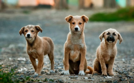 В Нижнем Тагиле на отлов бродячих собак выделили 11 млн рублей