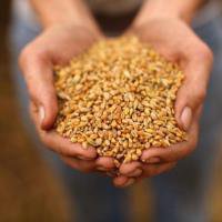 В трех районах Свердловской области завершили уборку зерновых