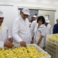 В 2017 году в Свердловской области сократится число птицефабрик