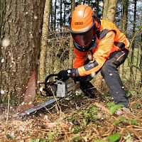 В Свердловской области нарастят объемы лесопользования