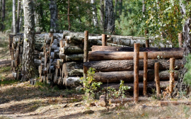 В Екатеринбурге на вырубку деревьев направят 1,2 млн рублей