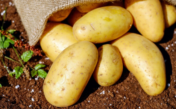 В Свердловской области валовый сбор картофеля упал на 13%