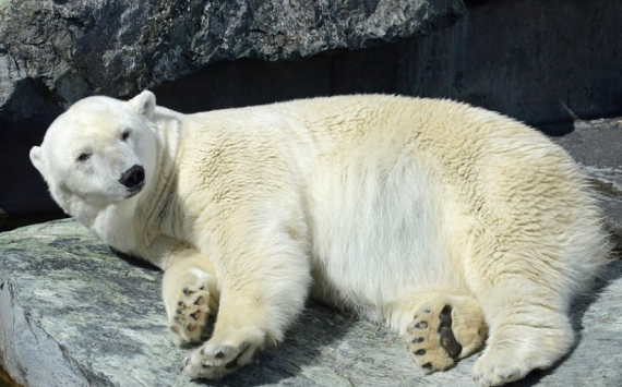 В Екатеринбурге вольер белых медведей в зоопарке отреставрируют за 35 млн рублей