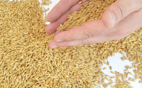 В Свердловской области новую субсидию утвердили для производителей зерна