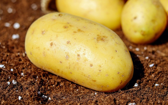 В Свердловской области картофель подорожал на 14%